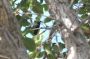 VI05 - 081 * Green-throated Carib Hummingbird.